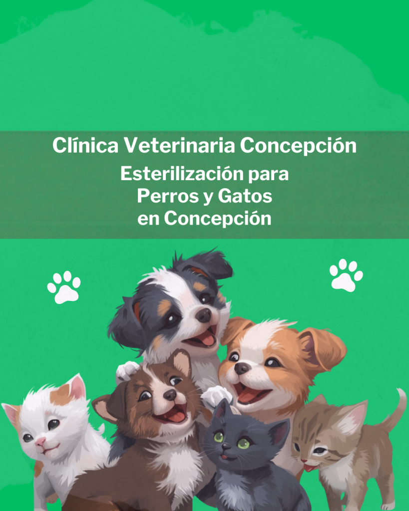 Esterilización perros y gatos Concepción