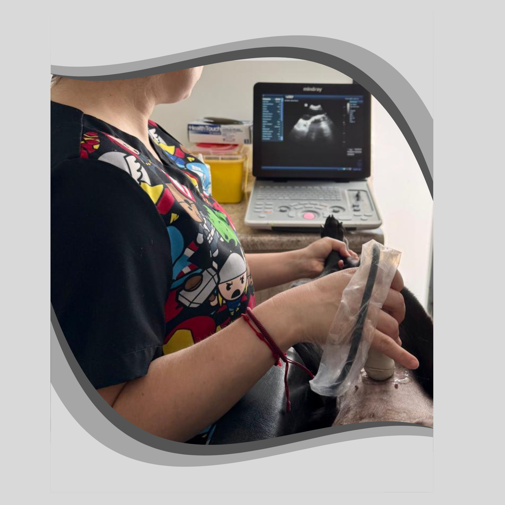 Ecografía veterinaria en Concepción