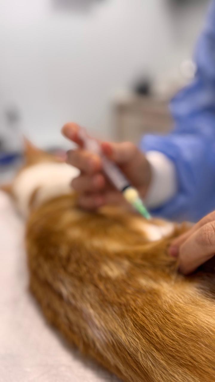 Exámenes de laboratorio veterinario en Concepción