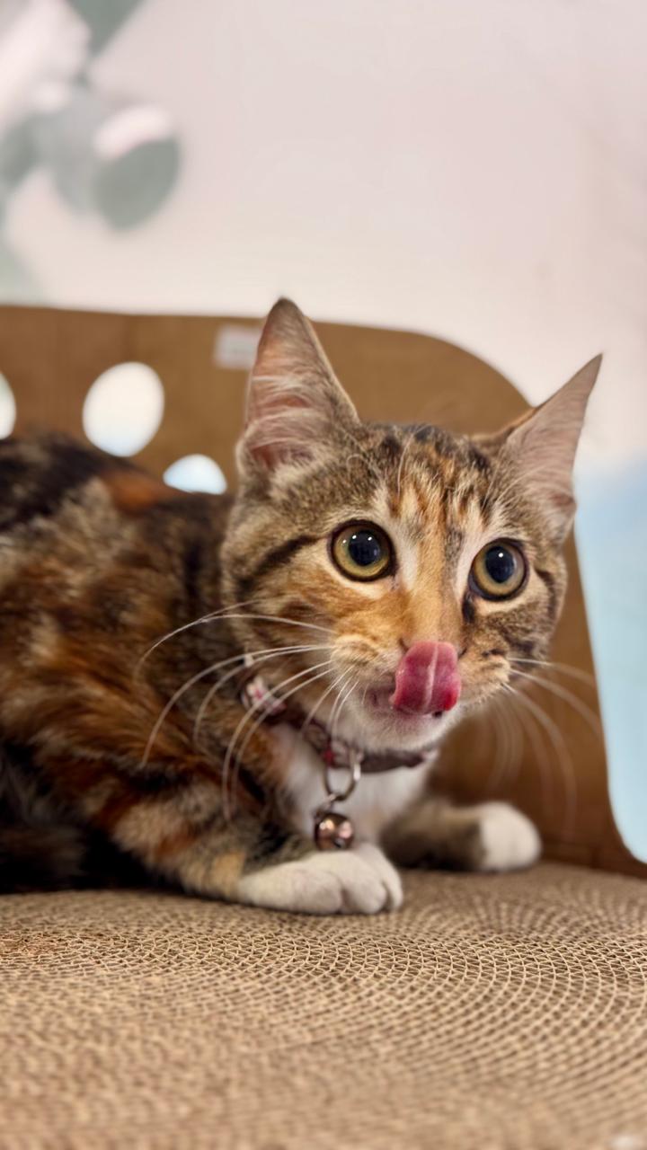 consulta veterinaria preventiva en Concepción