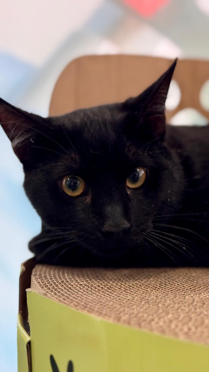 Enfermedad renal en gatos: síntomas, etapas, diagnóstico y tratamiento