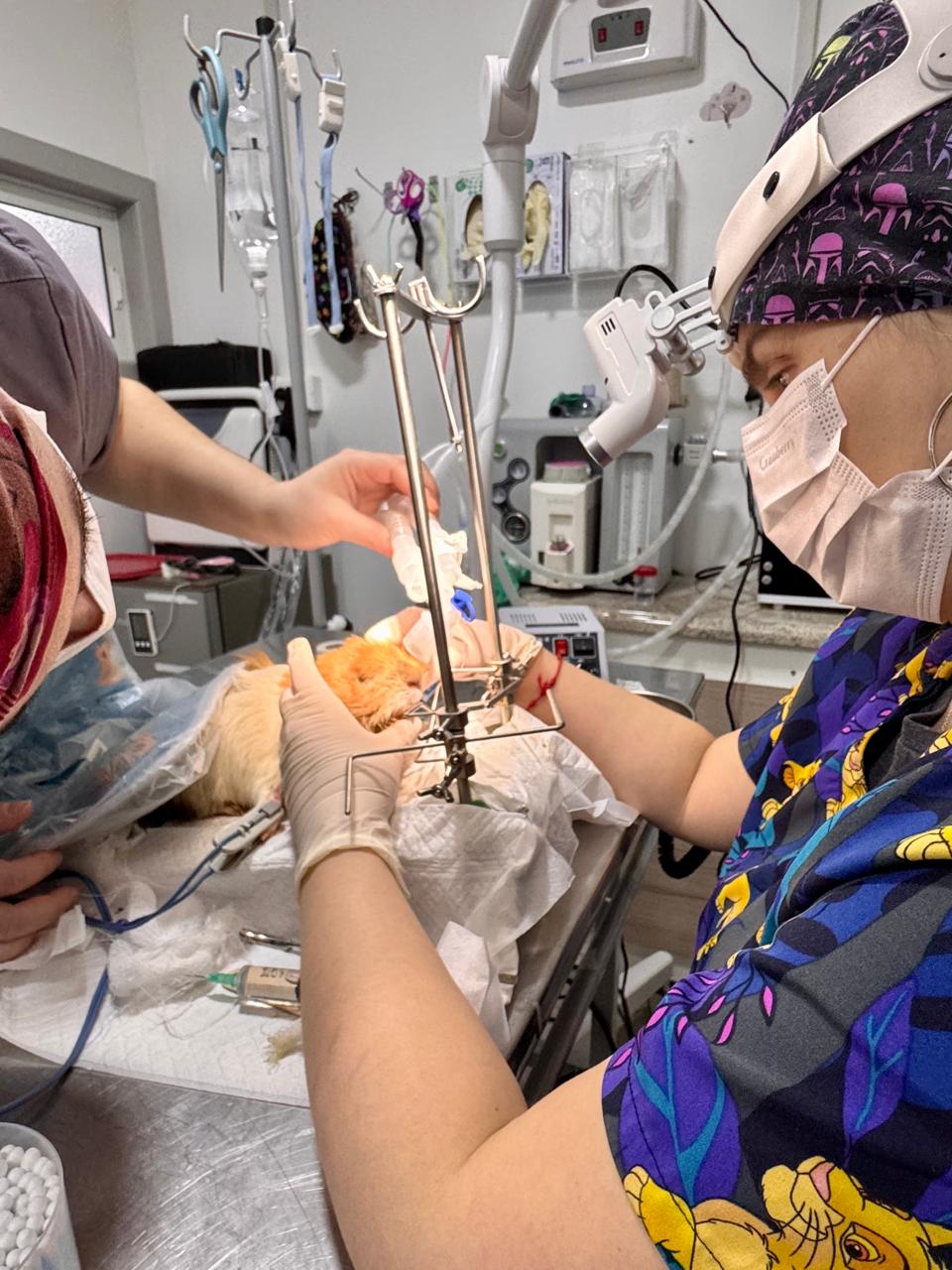 Sobrecrecimiento dental en conejos: síntomas y cuándo acudir al veterinario