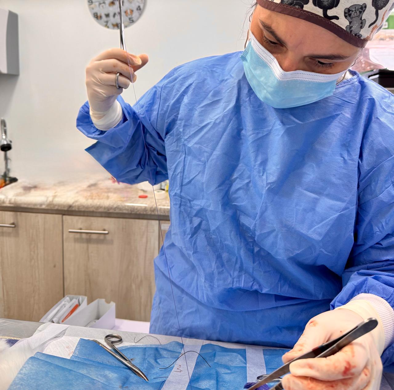 Cirugías Veterinarias en Concepción