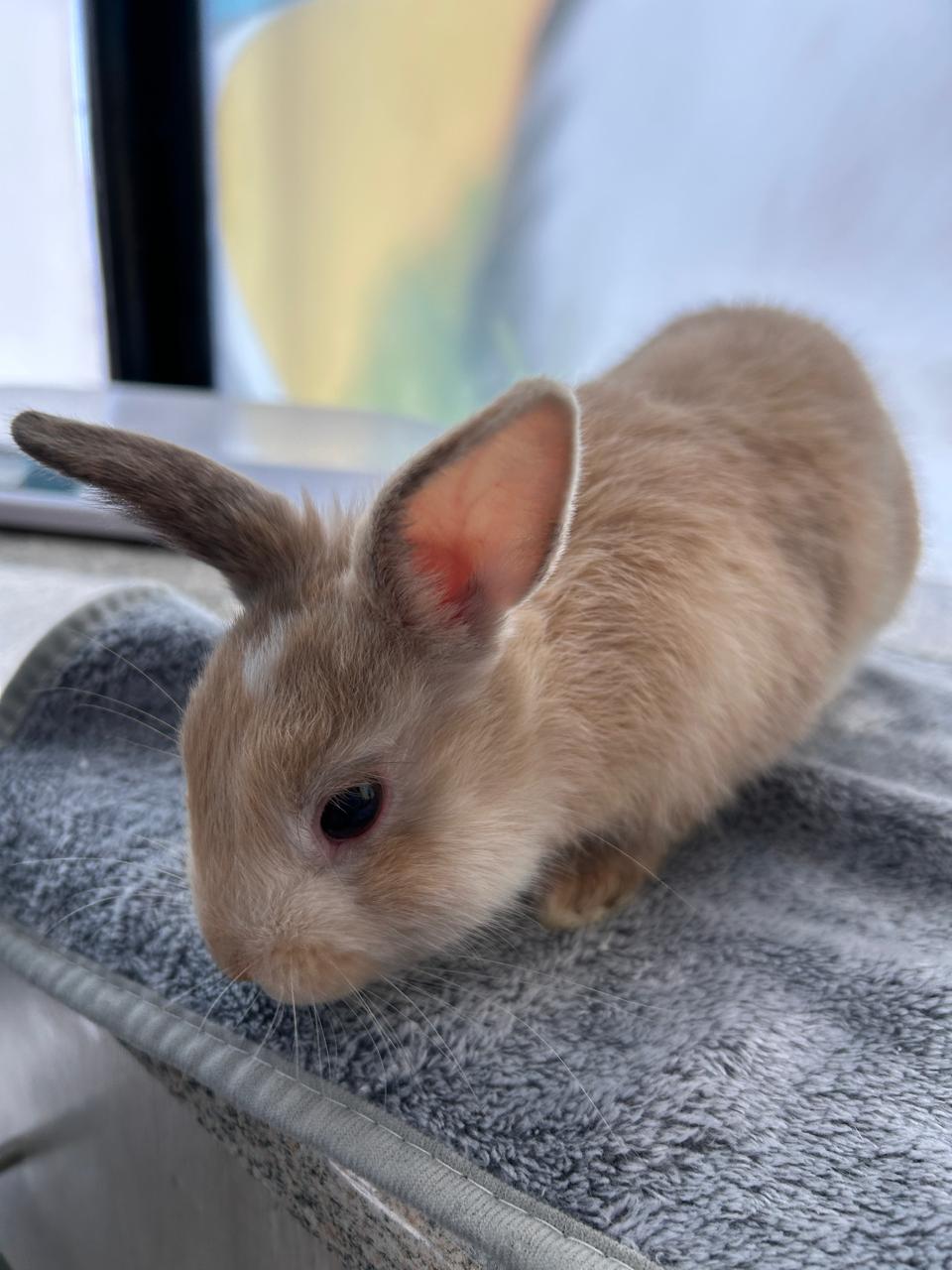 hospitalización de animales exóticos en Concepción